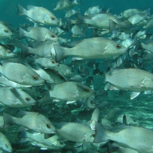 Fish in Crystal River Spring