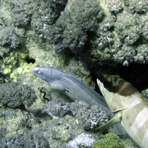 Peppered Moray Eel