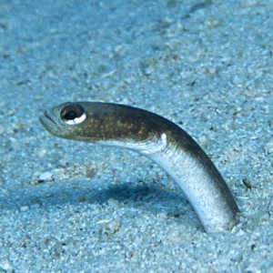 Garden Eel  closeup