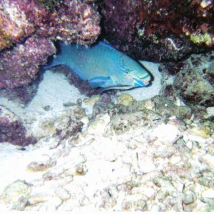 parrotfish