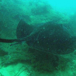 Ray with feeder fish