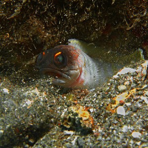 jawfish