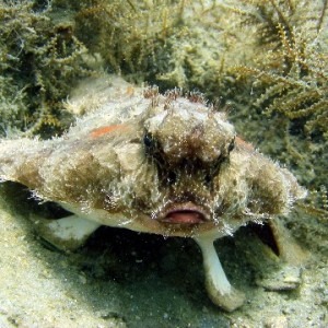 Bat Fish
