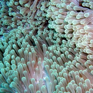 Anemone-Fiji