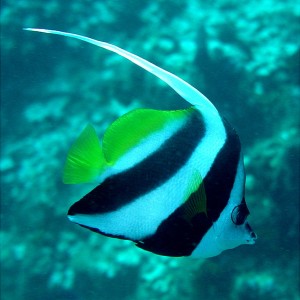 LongfinBannerfish-Fiji