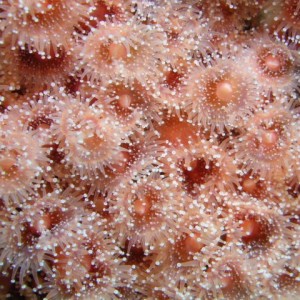 Strawberry Anemones on the Ruby E