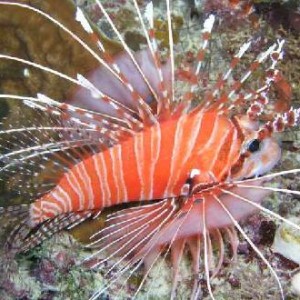 Lionfish - Wheeler reef