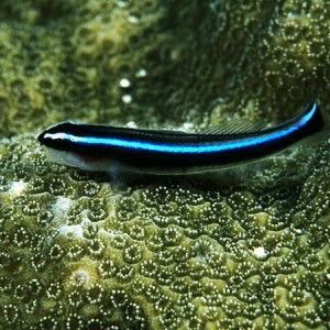 Neon Goby 1