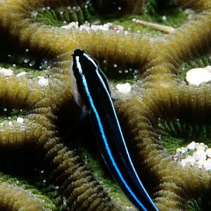 Neon Goby 2