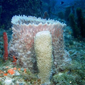 Pompano Sponge