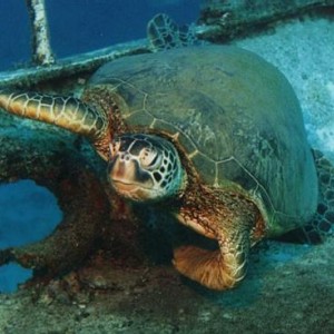 Wreck Turtle