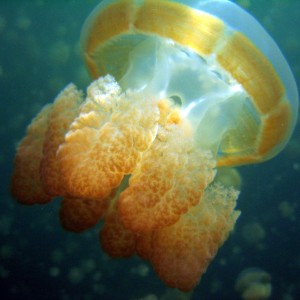 Palau Jellyfish Lake
