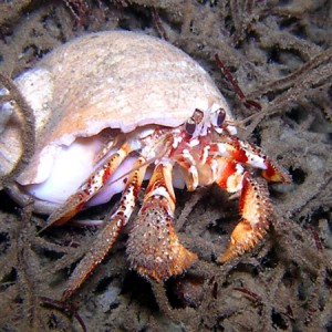 Hermit Crab Hoodsport WA
