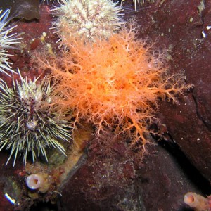 Burrowing sea cucumber and urchins