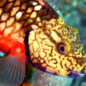stoplight parrotfish
