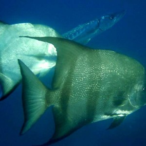 Atlantic Spadefish & Cuda
