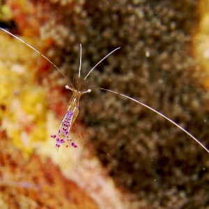 belizepetersonshrimp