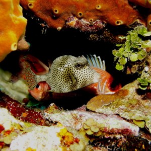 belizetrunkfish
