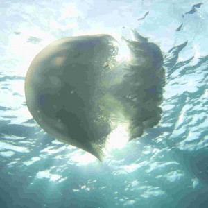 Oceanic Jellyfish