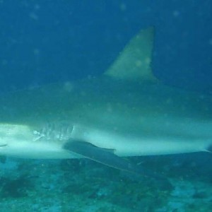 West Palm Beach Shark