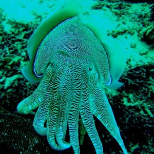 Cuttlefish a'courting