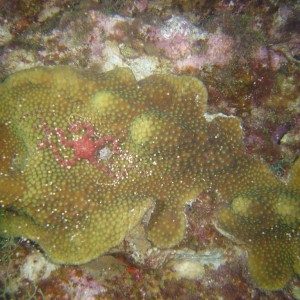 Coral Spawn Feeding