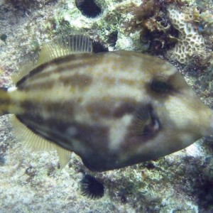 Orangespotted Filefish