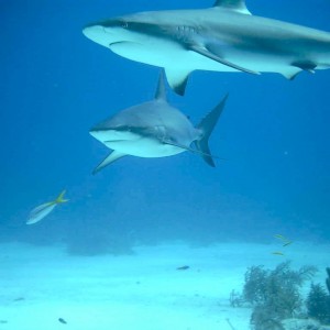 2 Caribbean Reef Sharks (Nassau, Bahamas 090104)