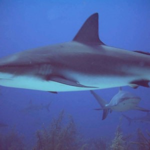 Caribbean Reef Sharks (Nassau, Bahamas 090104)