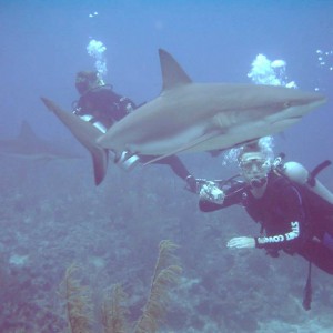 Shark with 2 Divers (Nassau,Bahamas 090104)