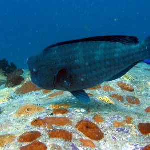 Bumphead parrotfish