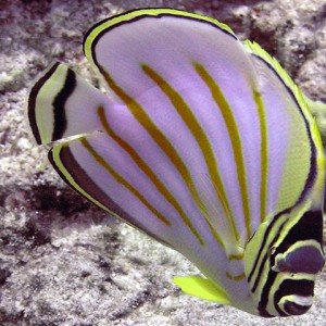 Ornate butterflyfish