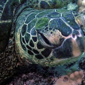 Turtle face