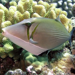Whiteline triggerfish