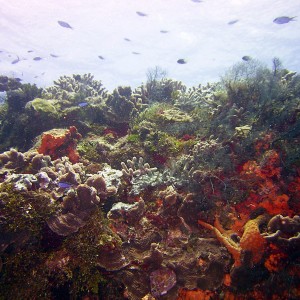 Belize Reef in Full Glory