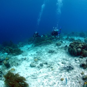 Habitat Curacao - Top of House Reef