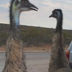 2 Emus
