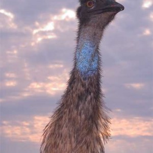 Emu at sunset