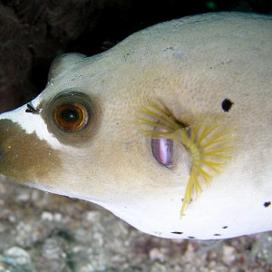 Pufferfish Profile