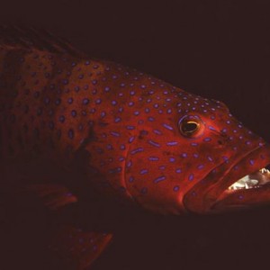 Red Fish