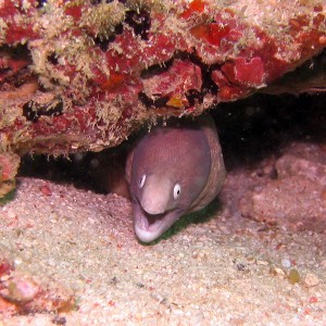 White eyed moray eel