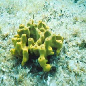 Croatian Coral