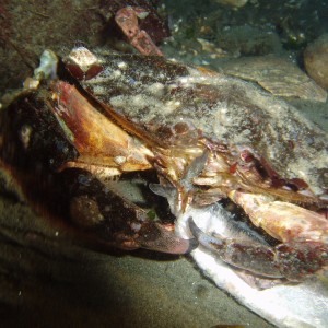 Munchin Crab