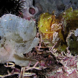 Green and White Leaf Scorpionfish