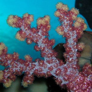 Red and Yellow Tree Coral