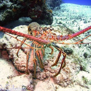 Lobster at Yucab