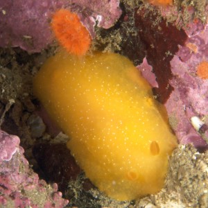 Mimic Dorid (nudibranch)