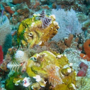 Christmas Tree Worms and Coral