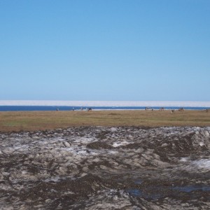 Caribou at the ocean