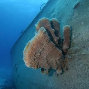 Sponge on Shipwreck